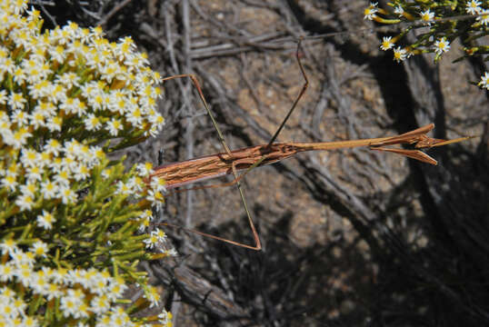 Image of Idolomorpha madagascariensis Westwood 1889