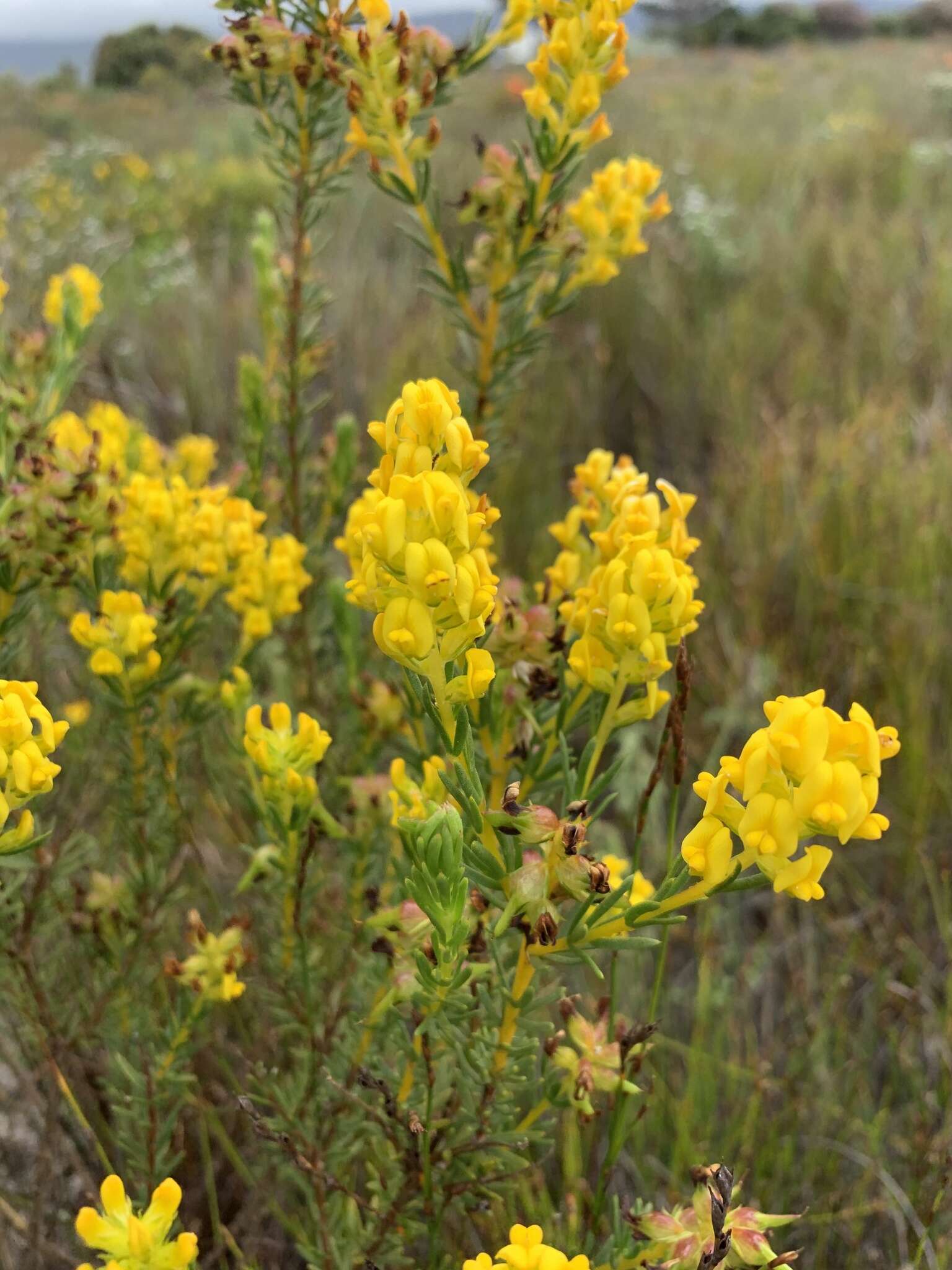 صورة Aspalathus callosa L.