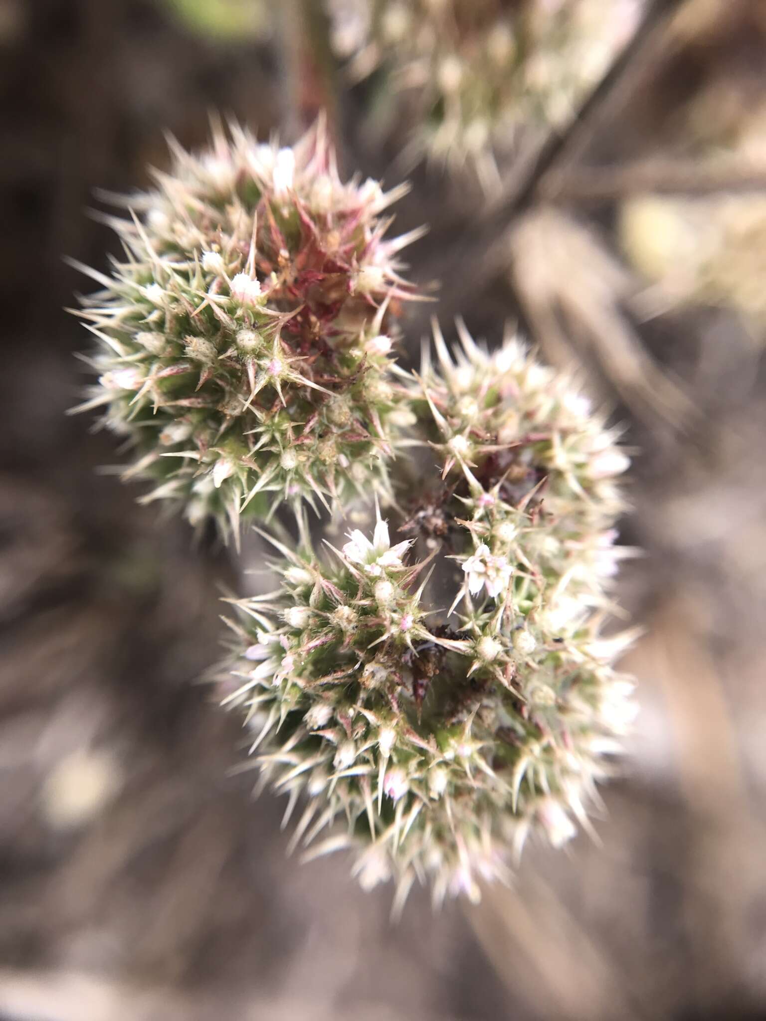 Image of San Francisco spineflower