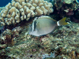 Imagem de Acanthurus leucopareius (Jenkins 1903)