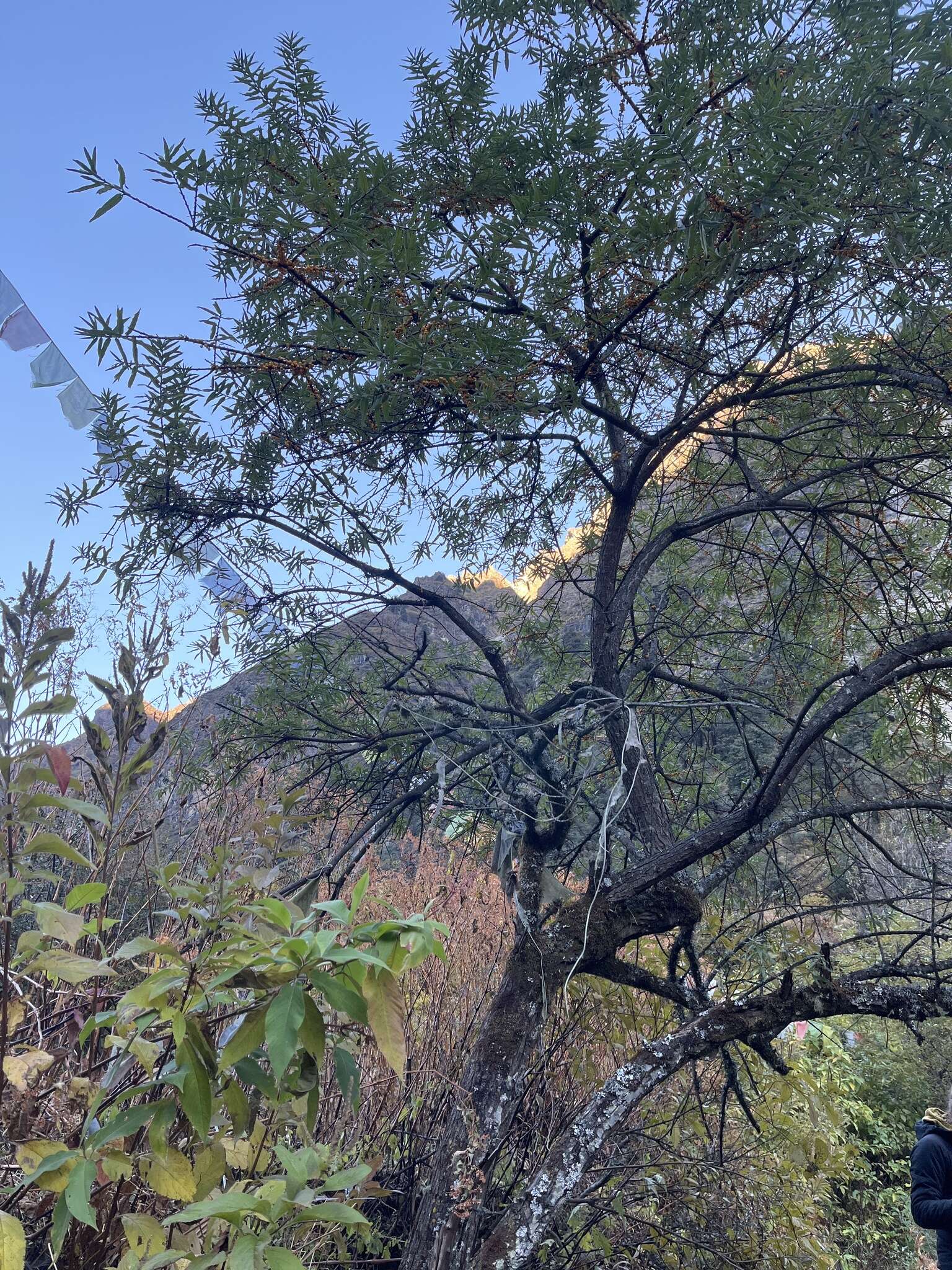 Image of Hippophae salicifolia D. Don