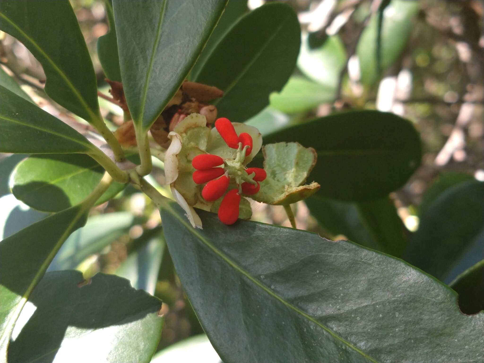 Image of Ternstroemia brasiliensis Cambess.