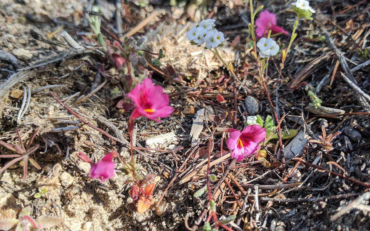 Image of Palomar monkeyflower