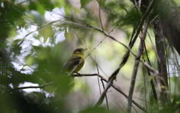 Image of Bornean Whistler