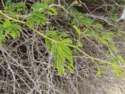 Image of acacia