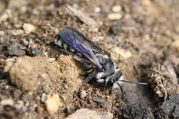 Image of Andrena agilissima (Scopoli 1770)