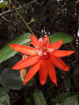 Sivun Passiflora quadriglandulosa Rodschied kuva