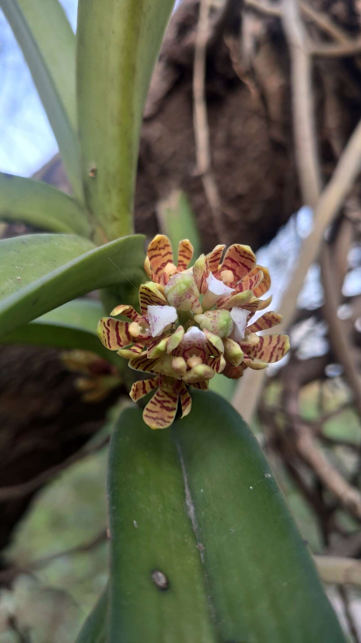 Image of Acampe praemorsa (Roxb.) Blatt. & McCann