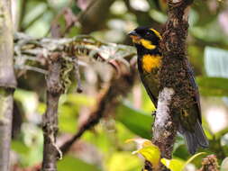 Image of Gold-ringed Tanager