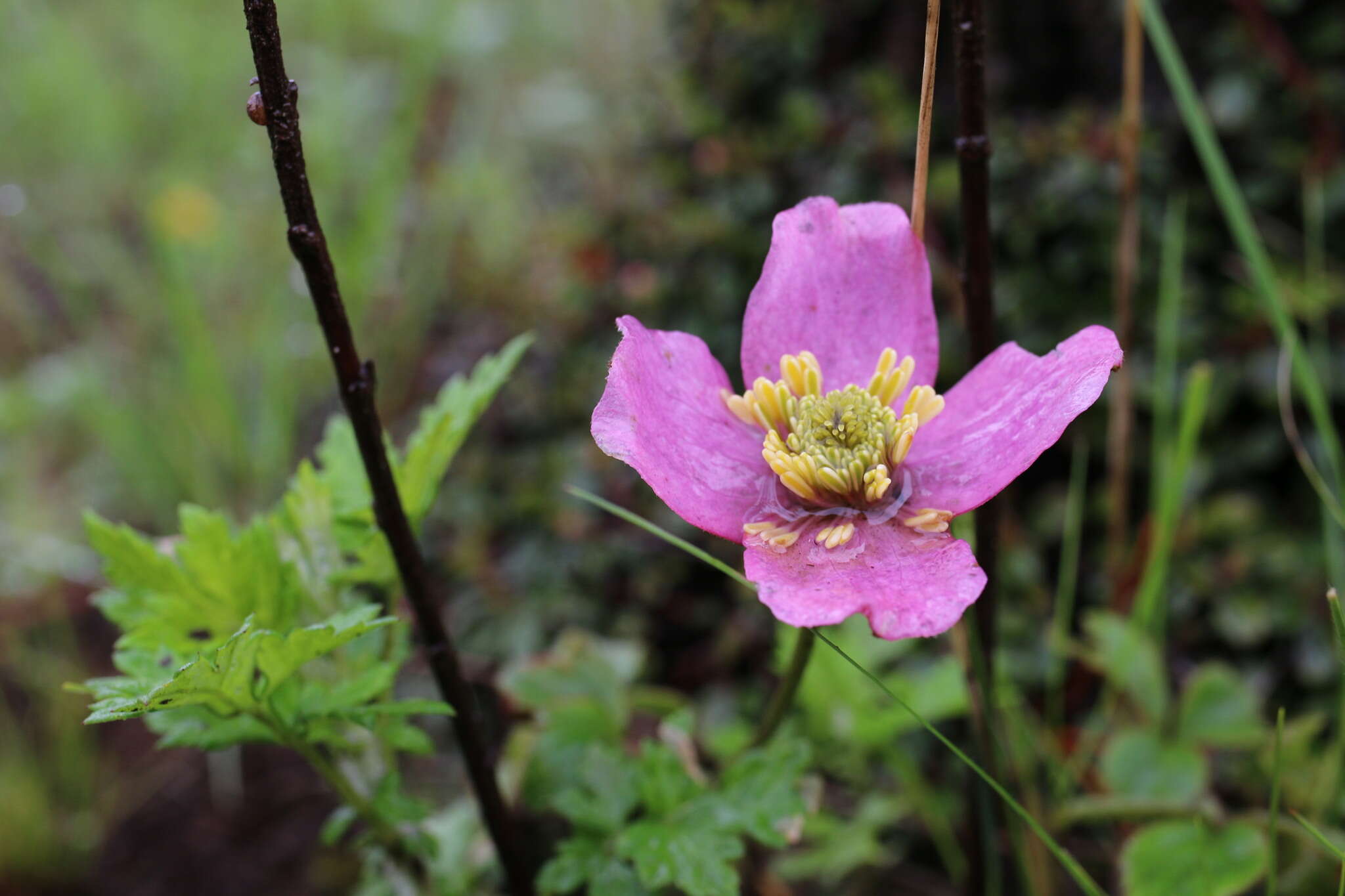 Sivun Clematis chrysocoma Franch. kuva