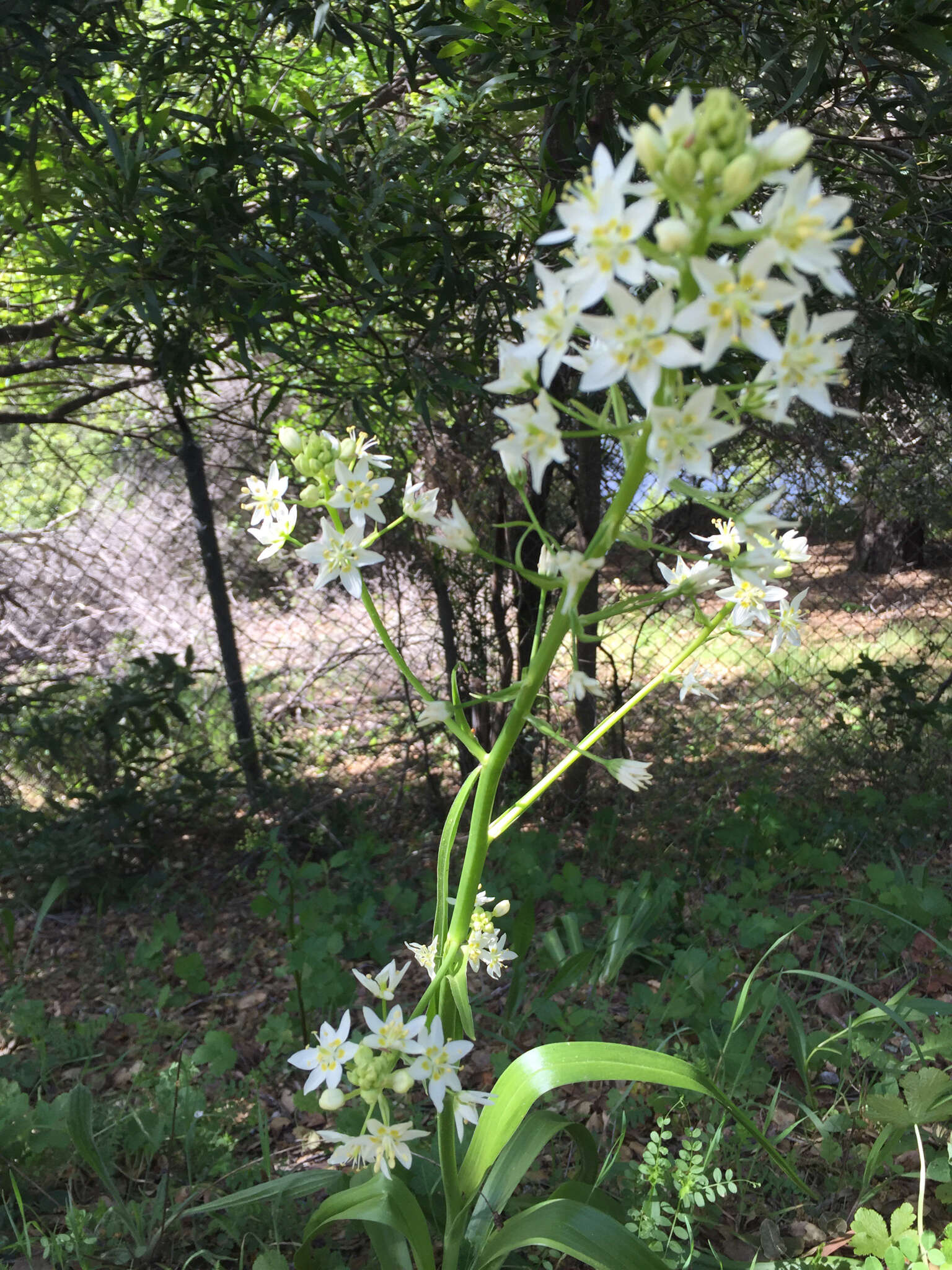 Image of common star lily