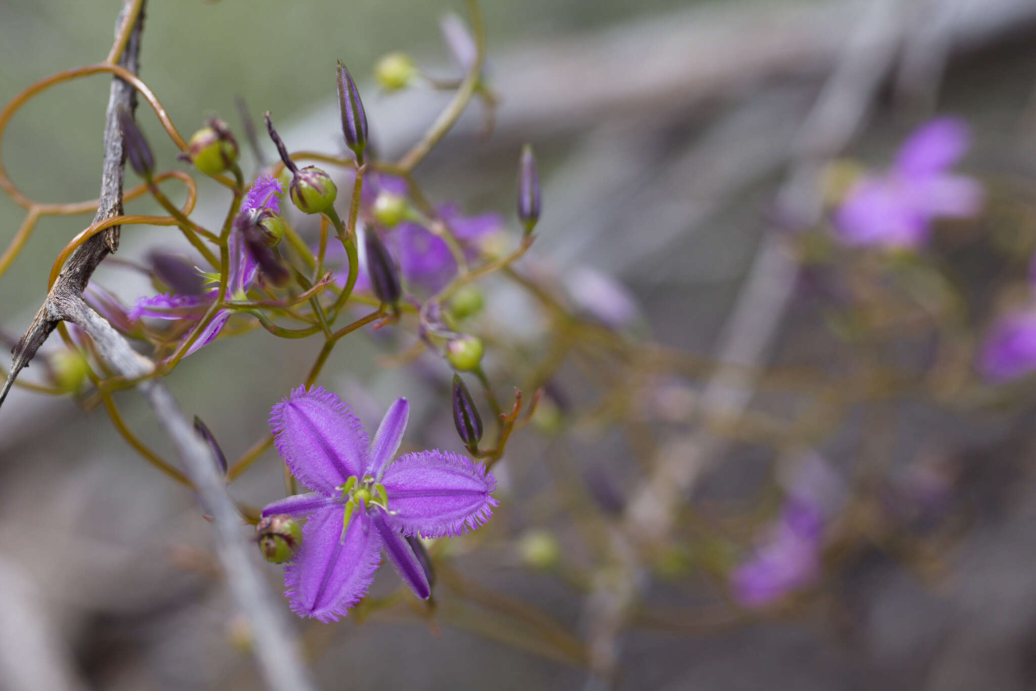 Image of Thysanotus manglesianus Kunth