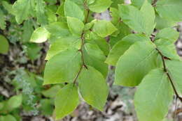 Image of Fagus taurica Popl.