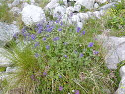 Image of Nepeta supina Steven