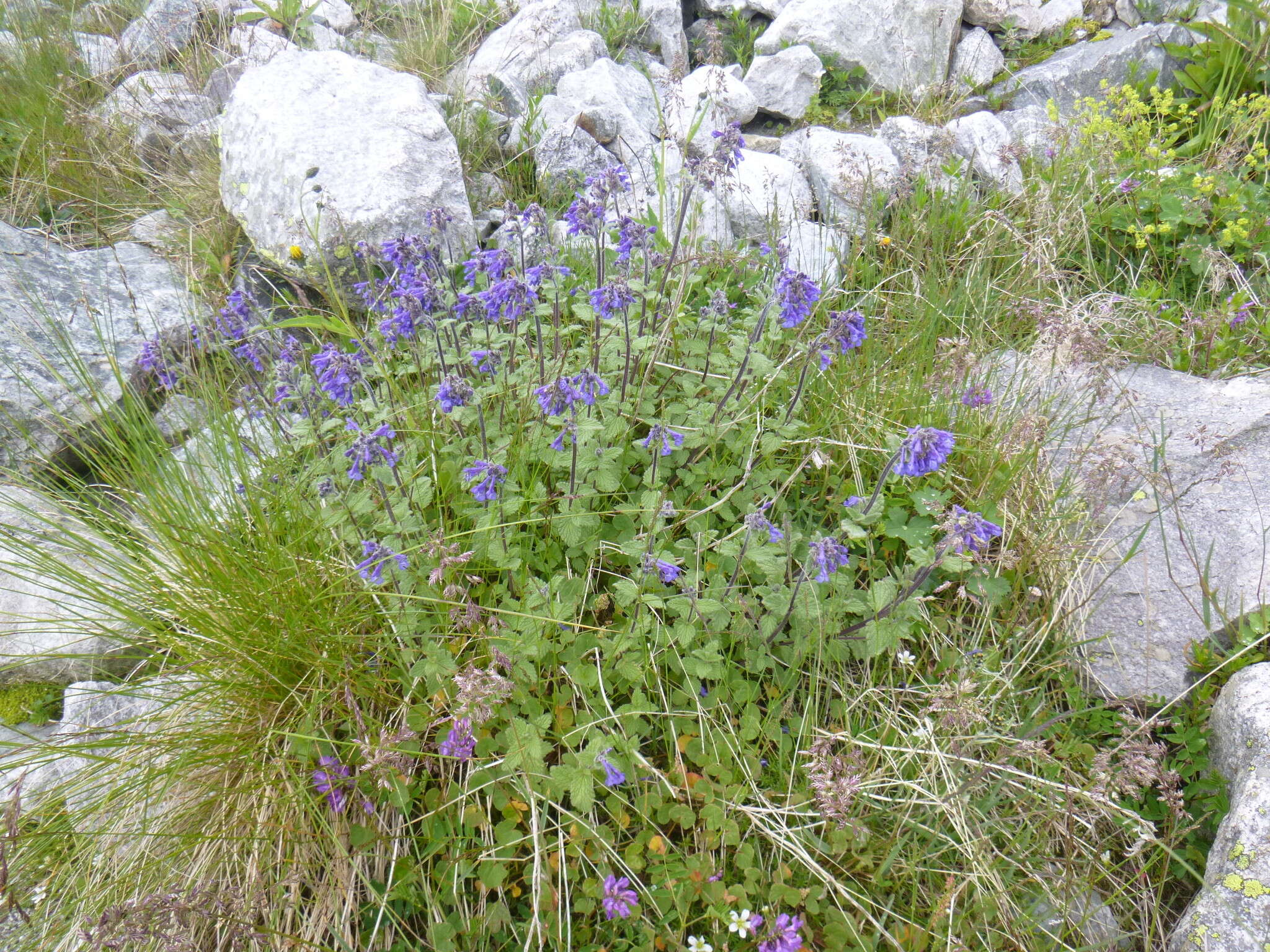 Nepeta supina Steven resmi