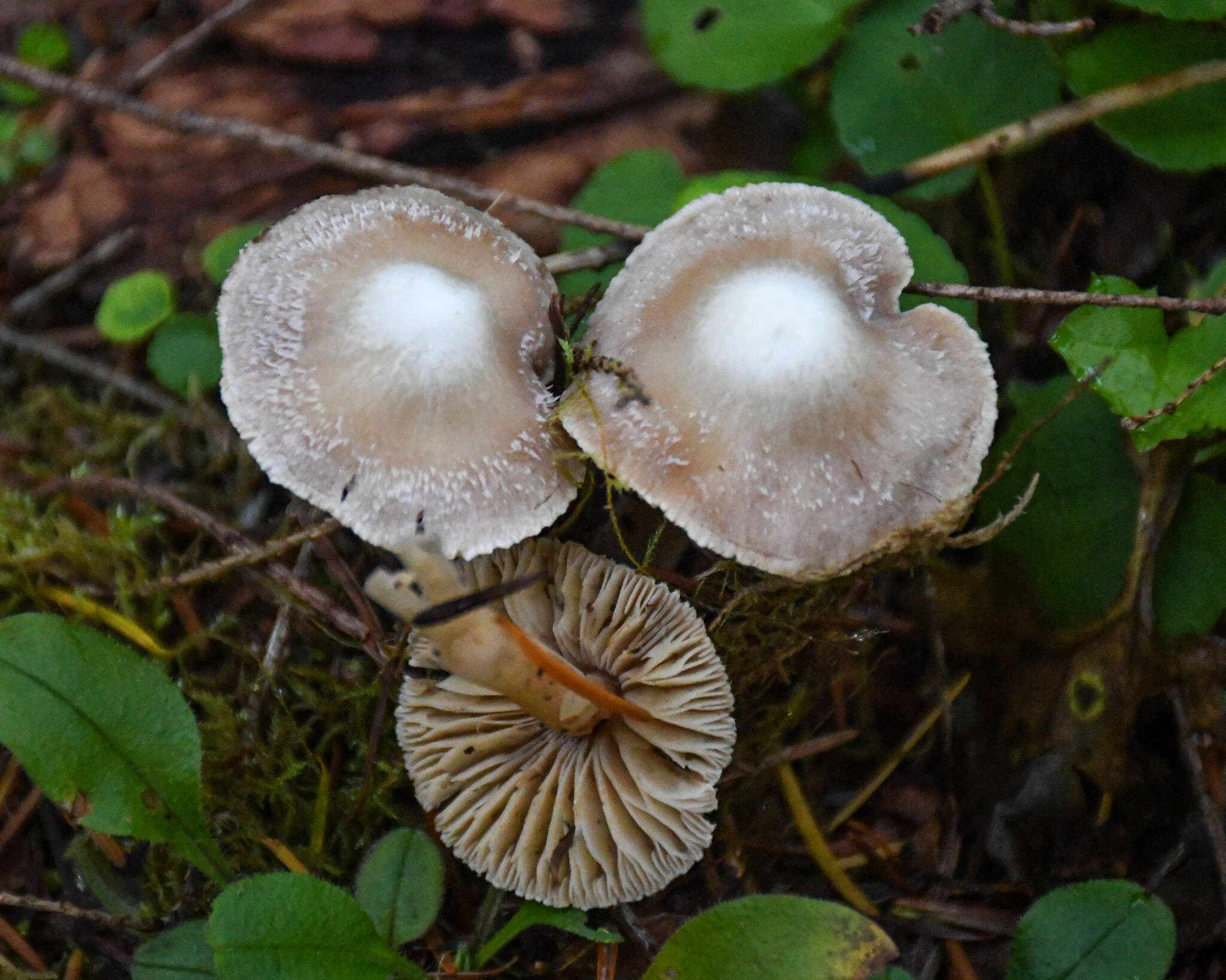 Plancia ëd Inocybe albodisca Peck 1898