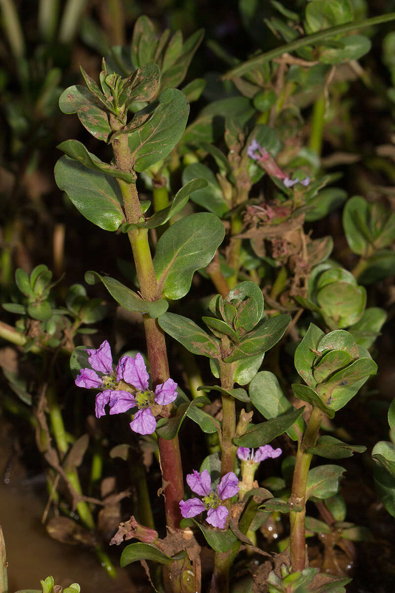 Plancia ëd Lythrum rotundifolium Hochst. ex A. Rich.