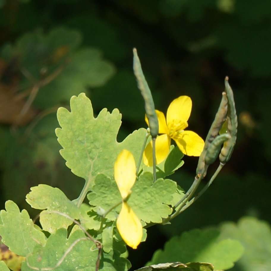 Image of celandine