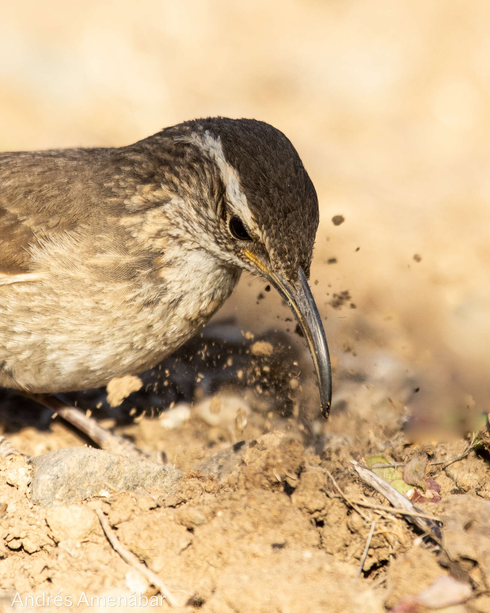 Image of Upucerthia dumetaria hypoleuca Reichenbach 1853