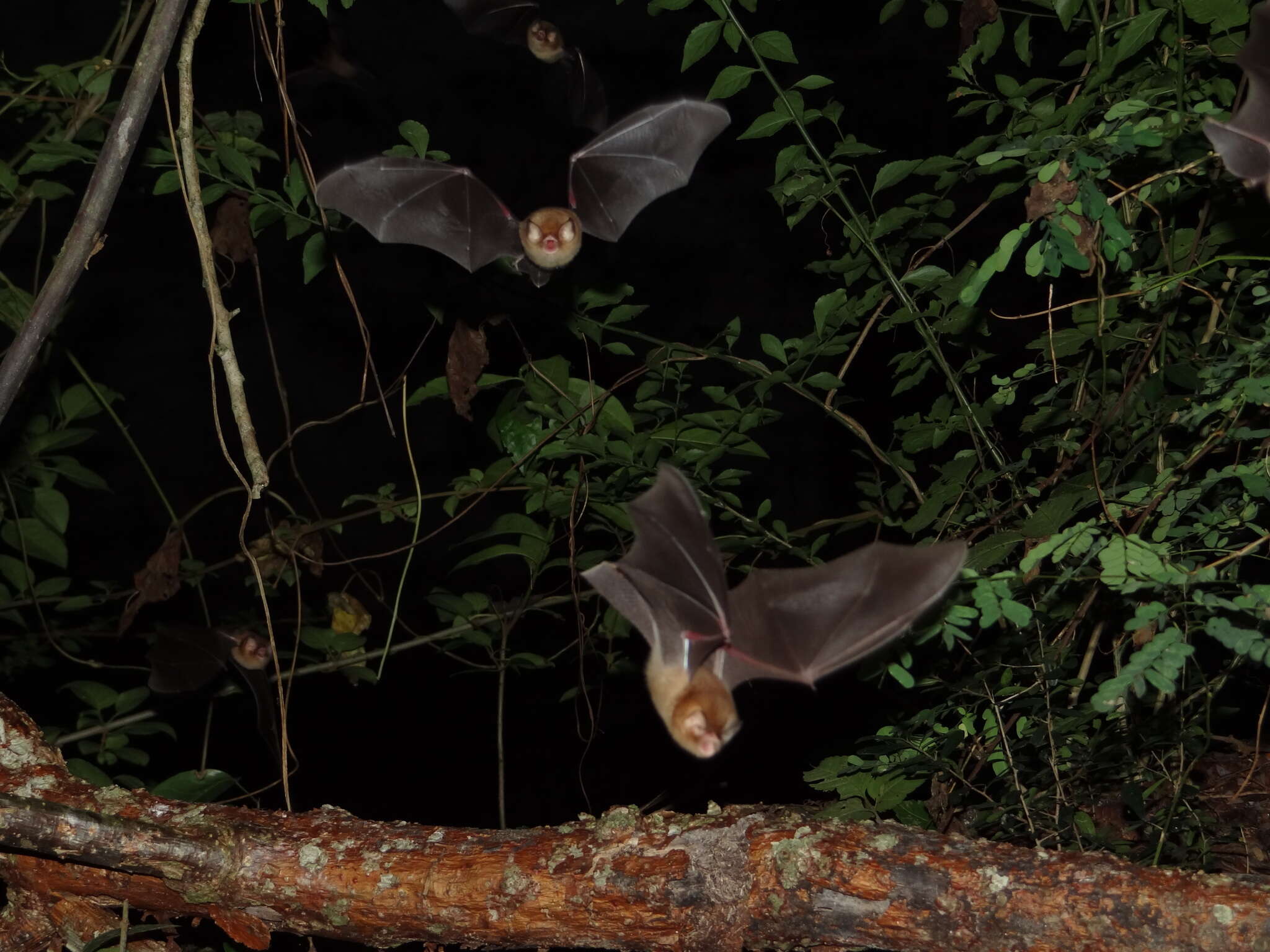 Image of Mexican Greater Funnel-eared Bat