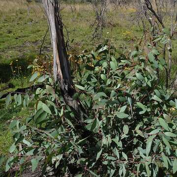 Image of snow gum