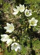 Imagem de Gentianella diemensis (Griseb.) J. H. Willis