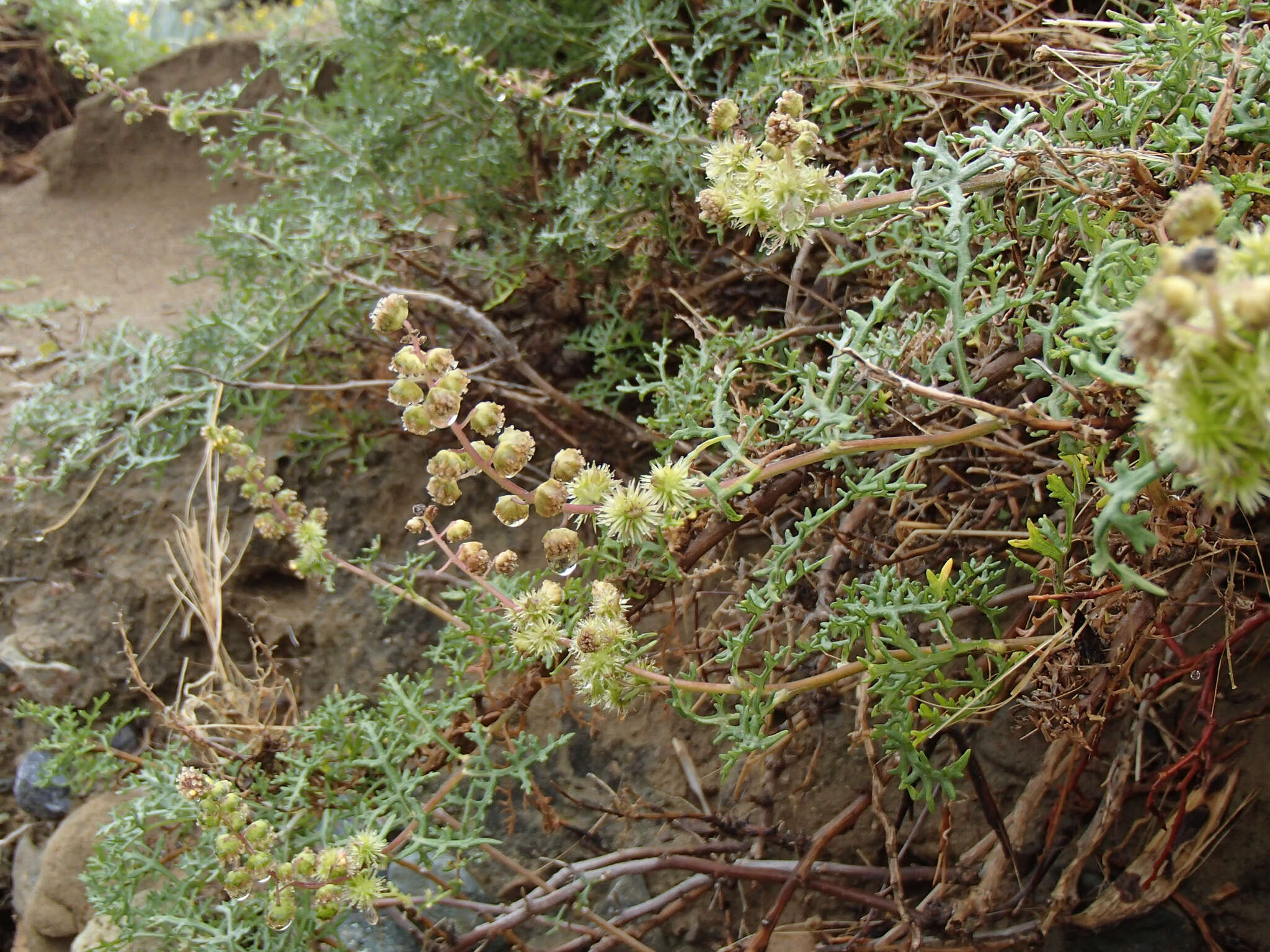Image of Ambrosia magdalenae (T. S. Brandeg.) Payne