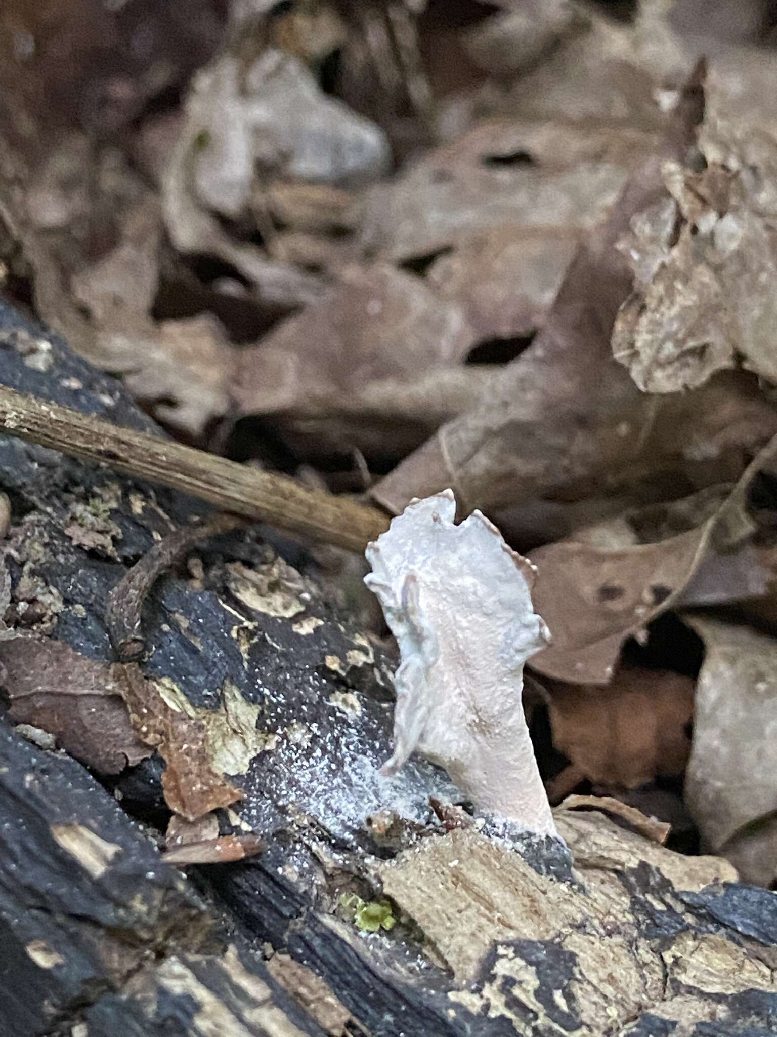 Image of Xylaria ellisii