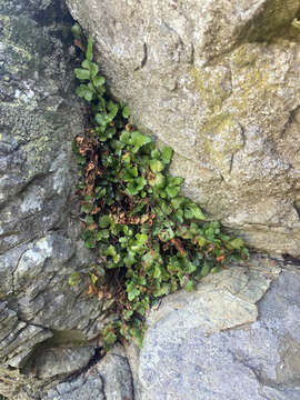 Image of Asplenium pauperequitum Brownsey & P. J. Jacks.