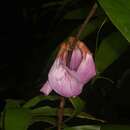 Image of Clitoria sagotii Fantz