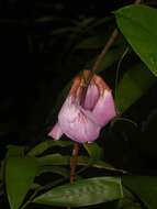 Image of Clitoria sagotii Fantz