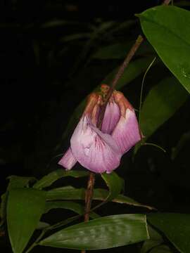 Plancia ëd Clitoria sagotii Fantz