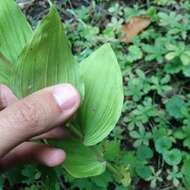 Image of Young's helleborine