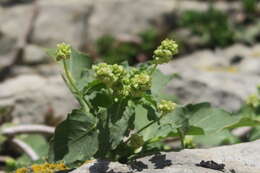 Image of Mercurialis huetii Hanry