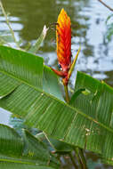 Image of Heliconia episcopalis Vell.