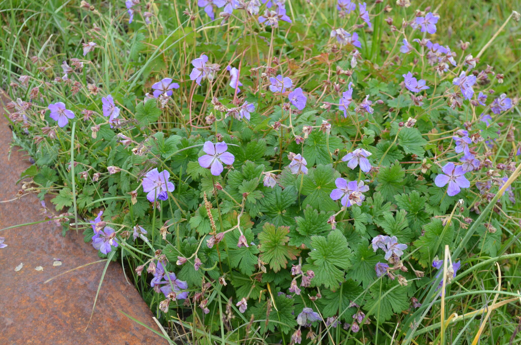 Image of Geranium saxatile Kar. & Kir.