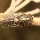 Image of little redtail cicada