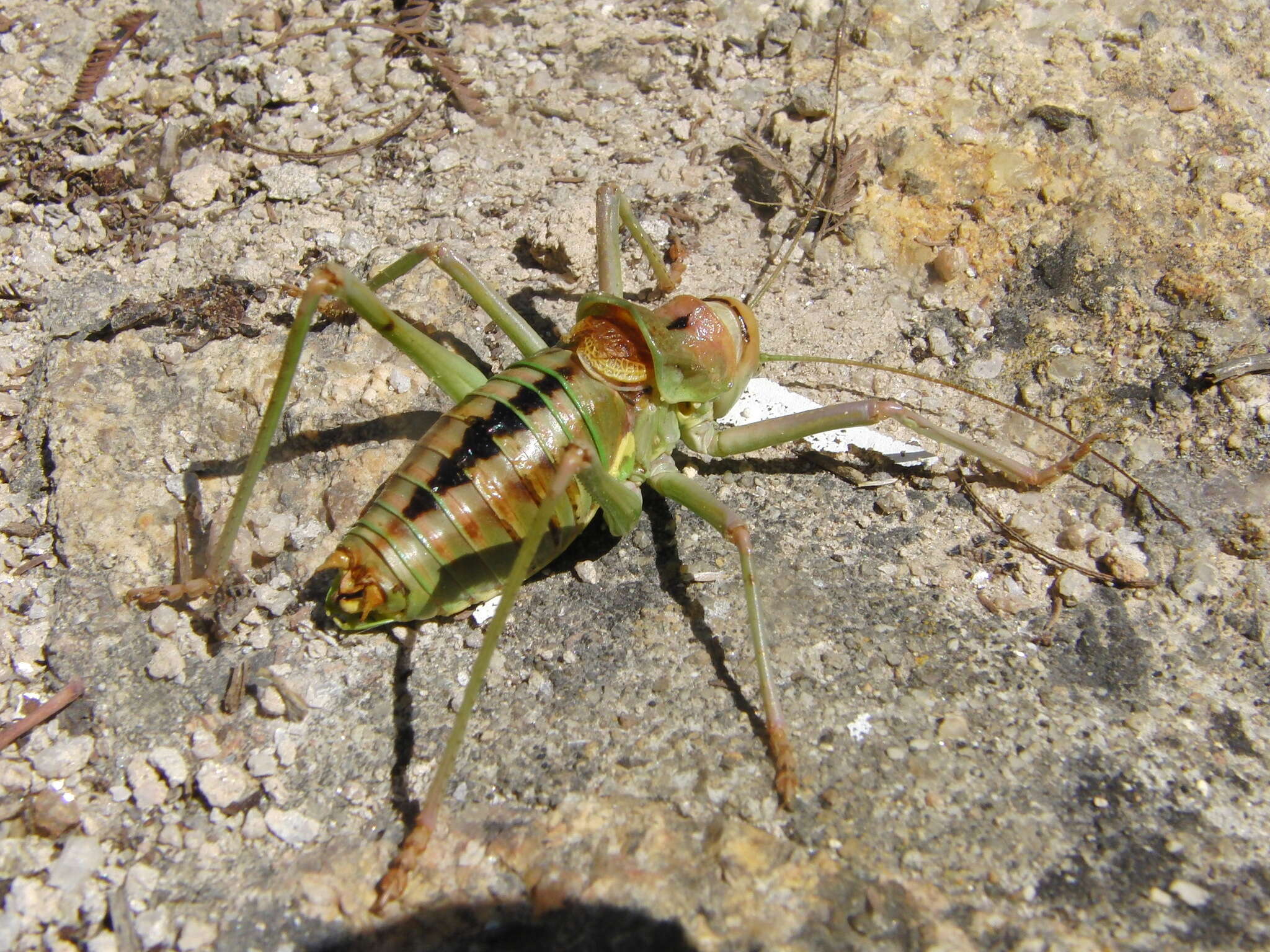 Image of Neocallicrania miegii (Bolívar & I. 1873)