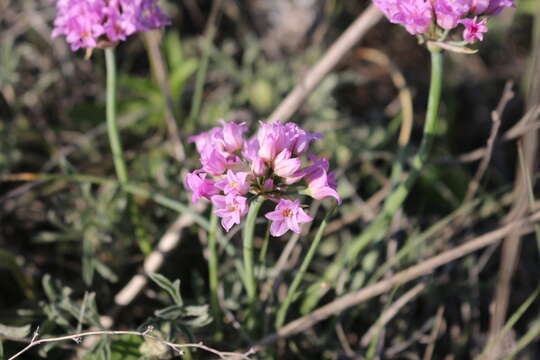 Image of plains onion