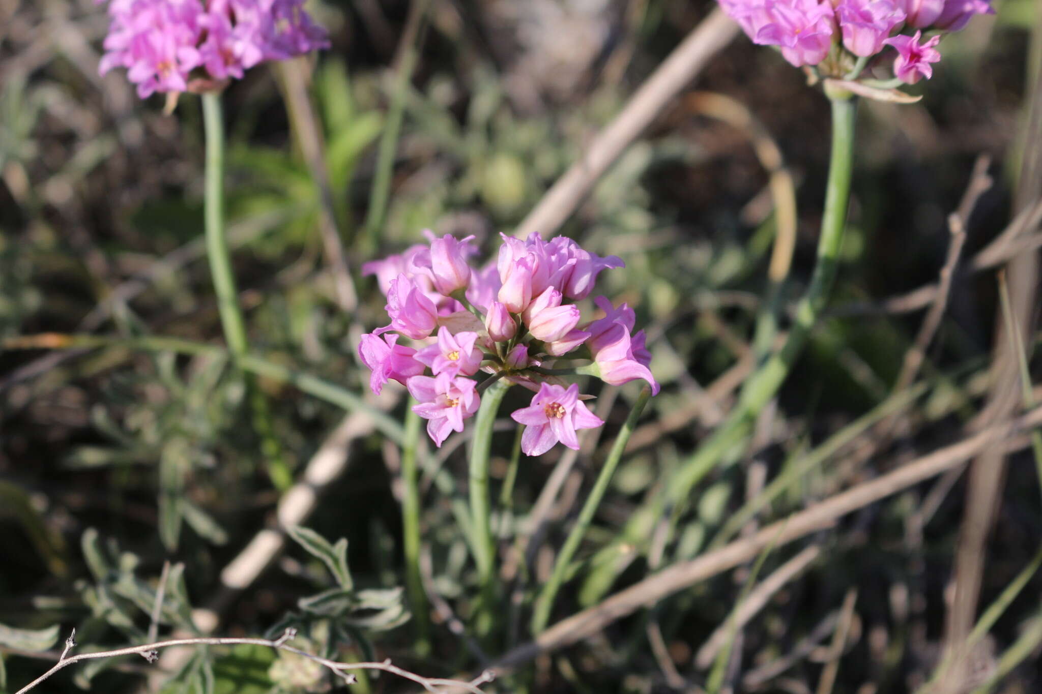 Image of plains onion