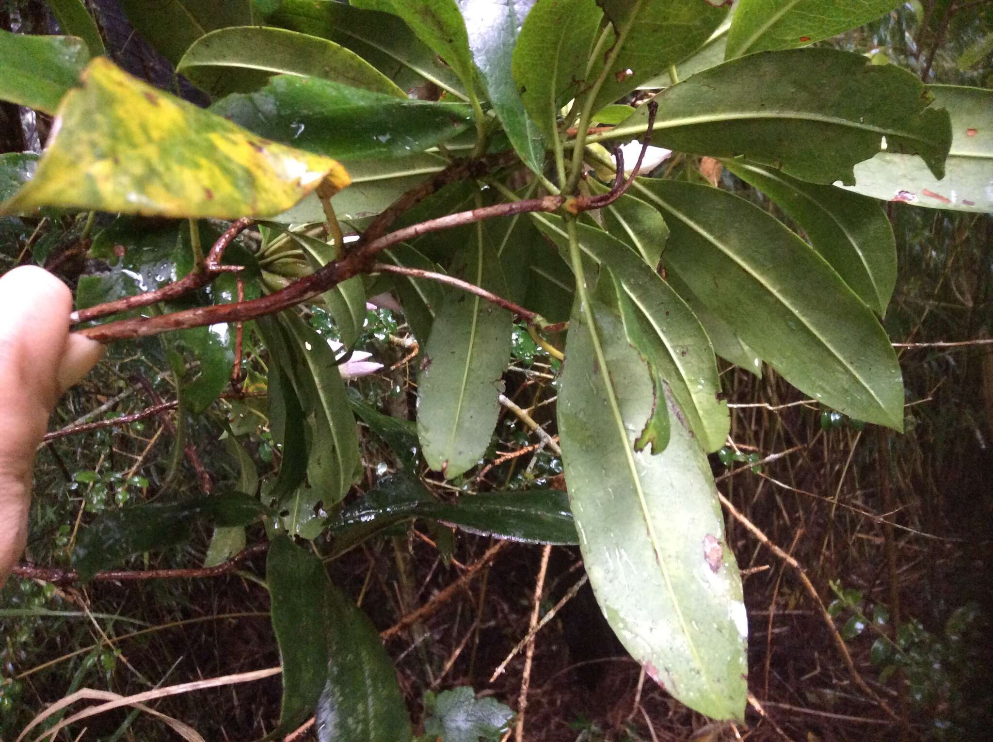 Image of Rhododendron latoucheae Franch.