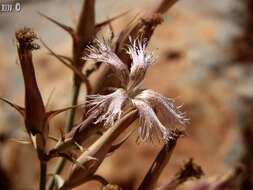 Image of Dianthus libanotis Labill.