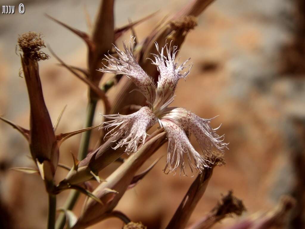 Слика од Dianthus libanotis Labill.