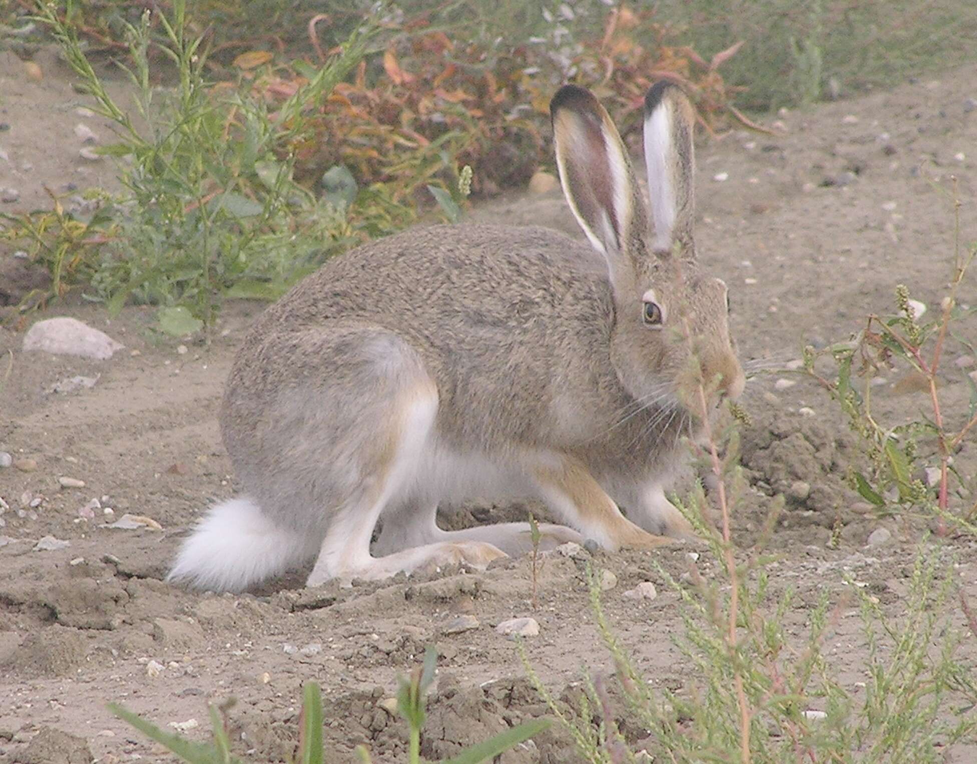 Image of White-tailed Jackrabbit