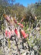 Imagem de Cotyledon orbiculata var. oblonga (Haw.) DC.