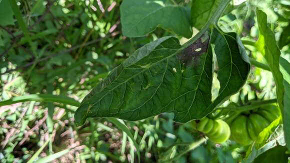 Image of Phytophthora de Bary 1876