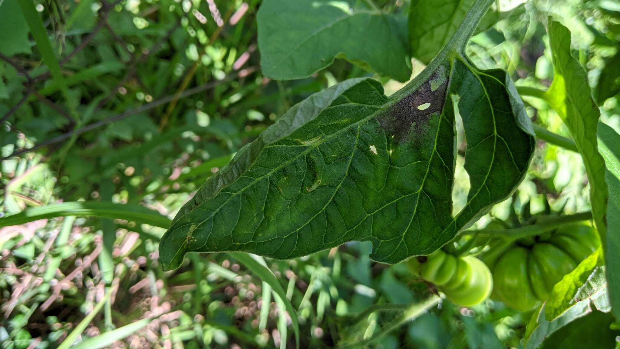 Слика од Phytophthora de Bary 1876