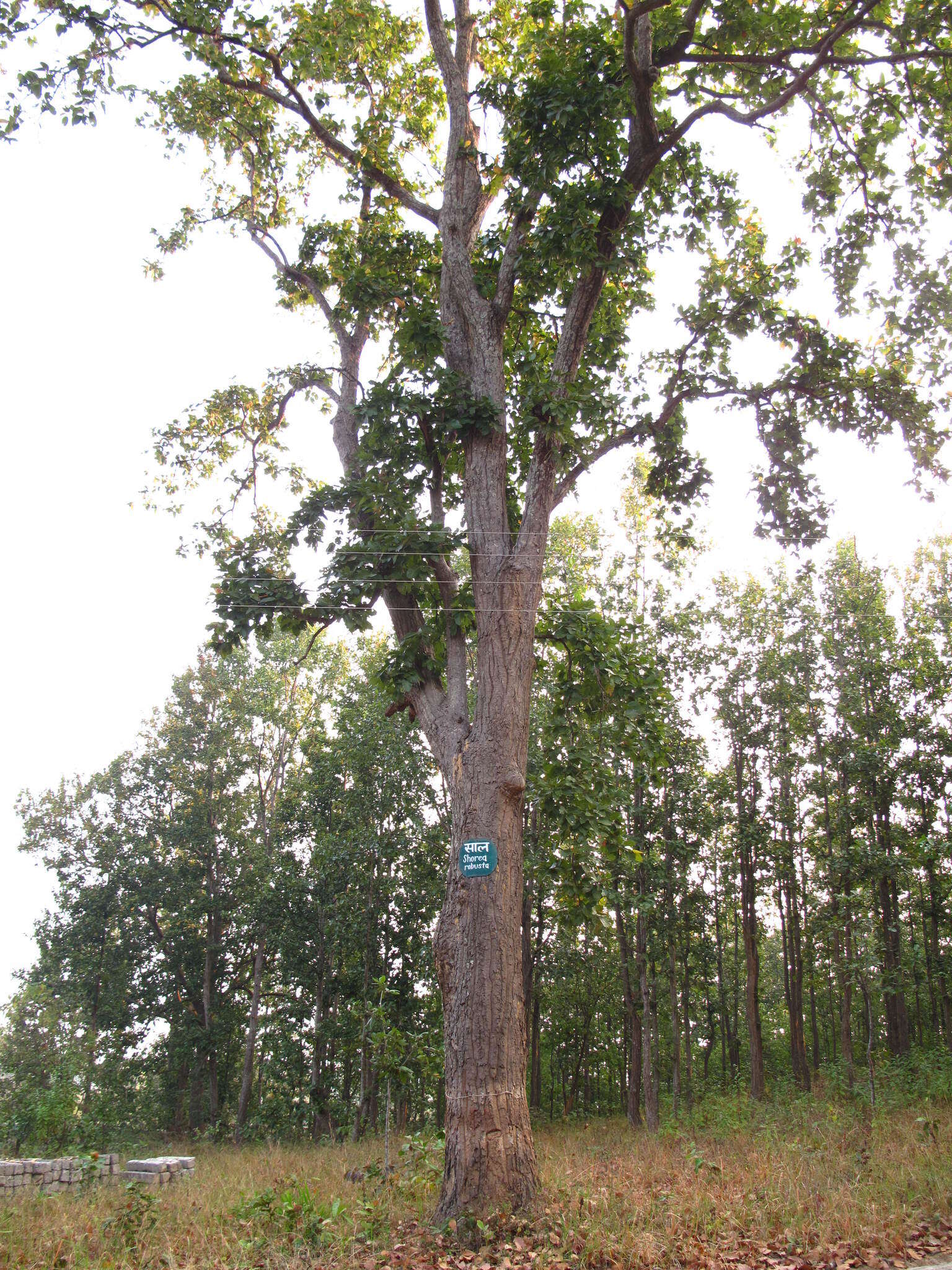 Imagem de Shorea robusta Gaertn.