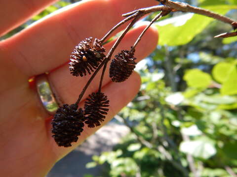 Image of mountain alder