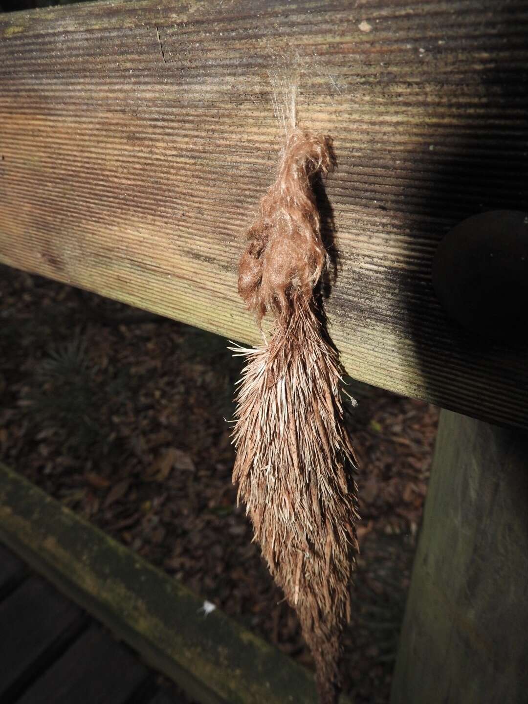 Image of Metura aristocosma (Lower 1908) Beaver 2020